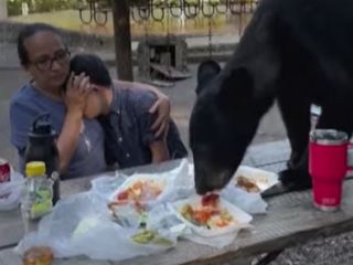ورود خرس سیاه به جشن تولد یک پسر پانزده ساله