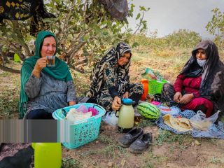 (تصاویر) برداشت پسته از باغات زنگی آباد کرمان