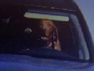 جریمه راننده خودرویی در اسلواکی که سگش پشت فرمان بود