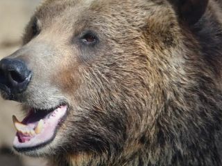 خرس گریزلی در کانادا دو نفر را کشت