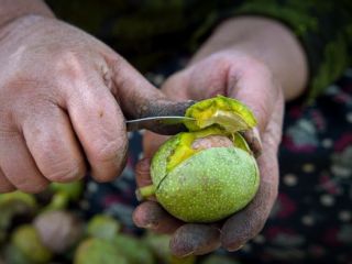 (تصاویر) برداشت گردو در روستاهای کهگیلویه و بویراحمد