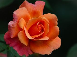 فال روز چهارشنبه ۱۱ اکتبر - ۱۹ مهر