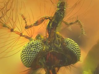 شگفتی دانشمندان از خونخوار بودن پشه‌های نر به دام‌افتاده در صمغ درخت ۱۳۰ میلیون ساله
