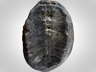 دانشمندان سرانجام به ماهیت واقعی فسیل ۱۳۲ میلیون ساله پی بردند