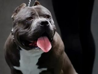 سگ نژاد بولی آمریکایی چیست و چرا داشتن آن ممنوع می‌شود؟