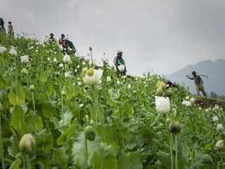 میانمار با پیشی‌گرفتن از افغانستان به بزرگترین تولید کننده تریاک جهان تبدیل شد