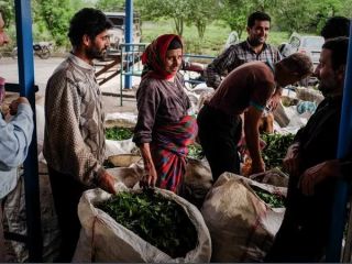 پس‌لرزه‌های فساد میلیارد دلاری «دِبش»؛ وزارت کشاورزی وعده محدودیت در واردات چای را داد