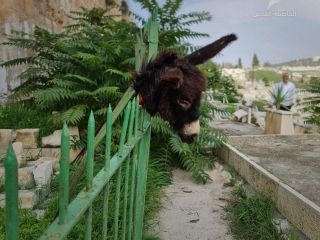 پلیس اسرائیل فرد مظنون به آویزان کردن سر الاغ مرده در قبرستان مسلمانان را بازداشت کرد