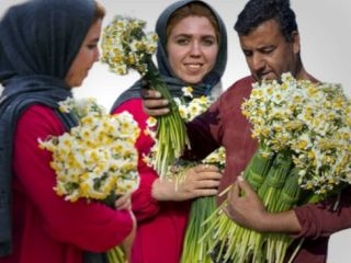 (تصاویر) برداشت نرگس در گلستان