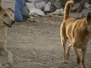 سگ‌های بی‌صاحب مانع از فرود هواپیمایی در فرودگاه مهرآباد شدند؛ مشکل در کجاست؟