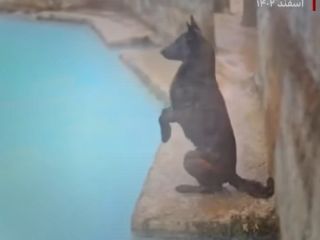 پلمپ حوضچه آب گرم بابل به دلیل پریدن یک سگ خانگی در آب