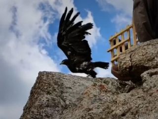 رها کردن عقابی که بالش شکسته بود بعد از ۲۱۷ روز درمان و مراقبت در توراق‌تپه سقز
