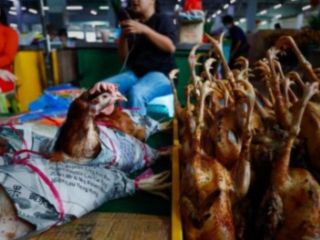 (تصاویر) از قربانی کردن خوک تا فروش مرغ زنده بسته بندی