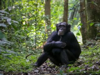 پژوهشگران: شامپانزه‌ها با گیاهان دارویی خود را درمان می‌کنند