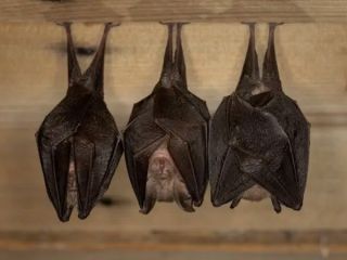 محققان می‌گویند که خفاش‌ها زندگی اجتماعی پیچیده‌ای دارند