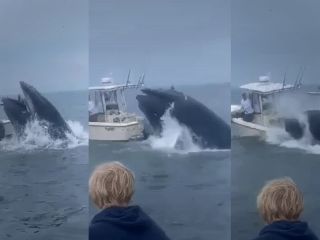 نهنگ قایق ۷ متری را واژگون کرد + ویدیو