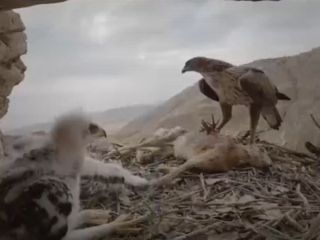 ویدیویی دیدنی از غذا دادن عقاب به جوجه‌های خود در کوهستان زاگرس