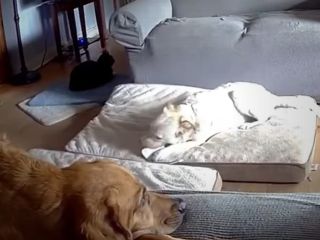 سگ خانگی با گاز زدن پاور بانک خانه صاحبش را به آتش کشید