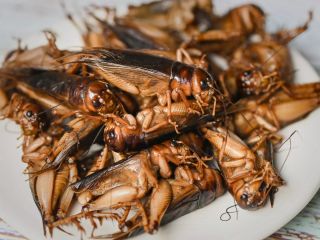 حشره‌ای با طعم گوشت گاو و بره؛ آیا رستوران‌ها برای انقلاب در تغذیه انسان‌ها آماده می‌شوند؟