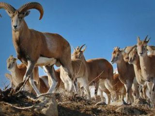 یک امتیاز به نفع معترضان محلی؛ واگذاری مدیریت بخشی از دنا تعلیق شد