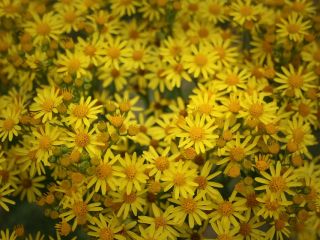 فال روز چهارشنبه ۴ جون - ۱۴ خرداد