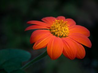 فال روز دوشنبه ۲۶ می - ۵ خرداد