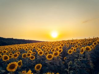 فال روز دوشنبه ۲ جون - ۱۲ خرداد