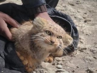 گربه کمیاب پالاس توسط اداره محیط زیست خراسان زنده گیری شد ولی در قفس کوچک پرندگان مُرد