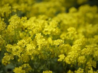 فال روز جمعه ۱۱ اکتبر - ۲۰ مهر