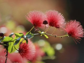 فال روز پنجشنبه ۲۶ دسامبر - ۶ دی