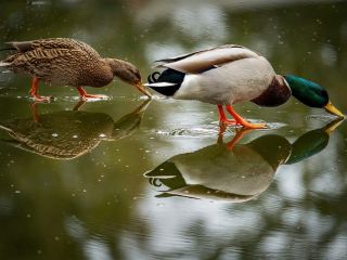 فال روز چهارشنبه ۲۶ فوریه - ۸ اسفند