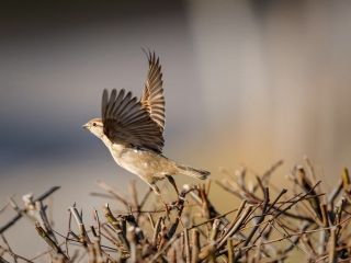 فال روز دوشنبه ۱۷ مارچ - ۲۷ اسفند