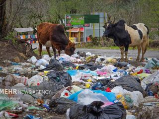 تصاویری اسف بار؛ چرای گاو‌ها در زباله‌های بجا مانده از مسافران نوروزی