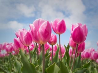 فال روز شنبه ۲۶ اپریل - ۶ اردیبهشت