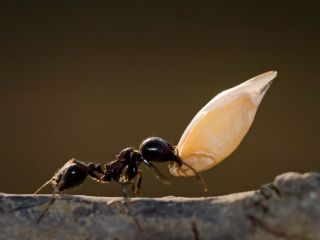 فسیل آهکی قدیمی‌ترین مورچه جهان با قدمت ۱۱۳ میلیون سال در برزیل کشف شد