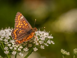 فال روز یکشنبه ۲۷ اپریل - ۷ اردیبهشت