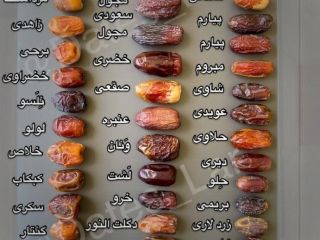 راهنمای تصویری خرماشناسی