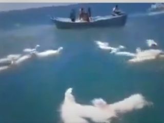 کشتی عربستان حامل گوسفند برای حجاج نزدیک یمن غرق شد و کلی گوسفند زنده دست یمنی ها افتاد