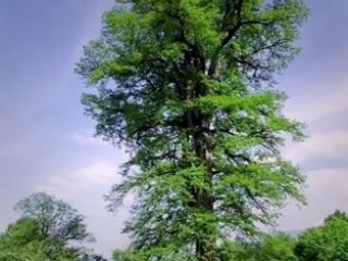 آیا می‌دانستید بلندترین درخت بلوط جهان در ایران است؟