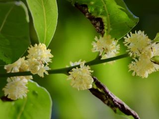 فال روز جمعه ۱۶ می - ۲۶ اردیبهشت