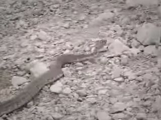 مواظب باشید اینطوری یک مار رو با خودرو به خونه‌تون نبرید