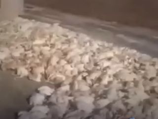 تلف شدن صدها مرغ در مرغداری تربت حیدریه به دلیل قطع مکرر برق