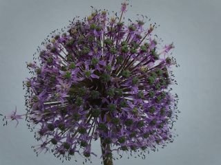 فال روز یکشنبه ۱۸ می - ۲۸ اریبهشت