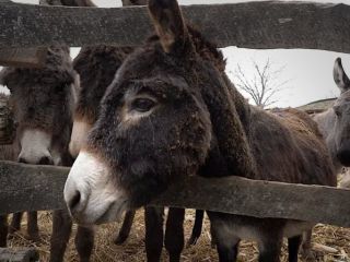 هر کیلو ۱۲۰۰ یورو؛ پنیر کمیاب از شیر الاغ