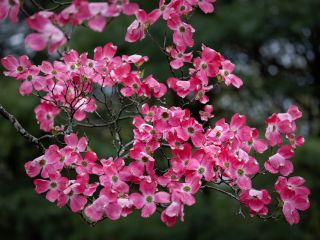 فال روز دوشنبه ۱۹ می - ۲۹ اردیبهشت