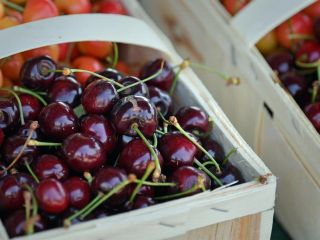 فایده شگفت‌انگیز گیلاس؛ از بهبود کیفیت خواب تا سلامت قلب