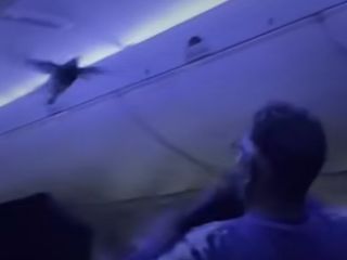 پرواز ناگهانی یک کبوتر داخل هواپیمای شرکت دلتا، مسافران را با تاخیر به مقصد رساند