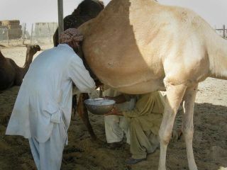 (تصویری) شگفتی های پنهان شیر شتر