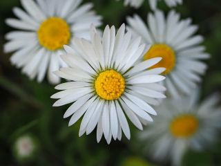 فال روز جمعه ۶ جون - ۱۶ خرداد