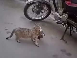 گربه مادر عبارت« بچه‌هام رو به دندون کشیدم و بزرگ کردم» رو عملا اجرا کرد